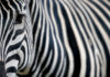 ¿Por qué tienen rayas las cebras?