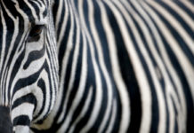 ¿Por qué tienen rayas las cebras?