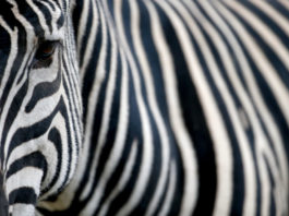 ¿Por qué tienen rayas las cebras?