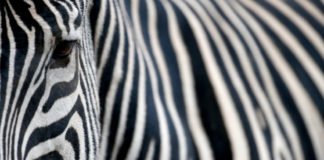 ¿Por qué tienen rayas las cebras?
