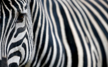 ¿Por qué tienen rayas las cebras?