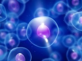 Qué es LUCA, el antepasado que dio origen a toda la vida en la Tierra (y por qué quizás lo estamos buscando en el lugar equivocado)