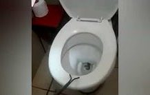 Madre encuentra peligrosa serpiente en inodoro que acababa de usar su hija