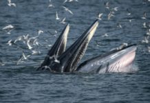 Una ballena se traga a un buzo en Sudáfrica, que se salva milagrosamente