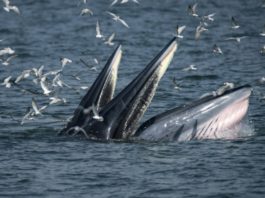 Una ballena se traga a un buzo en Sudáfrica, que se salva milagrosamente