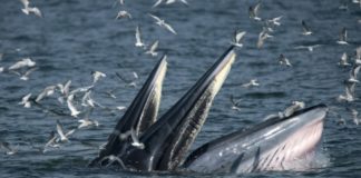 Una ballena se traga a un buzo en Sudáfrica, que se salva milagrosamente