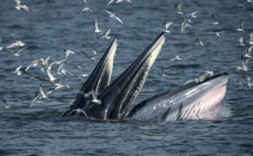 Una ballena se traga a un buzo en Sudáfrica, que se salva milagrosamente