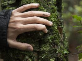 Bosques y educación, catalizadores para transformar nuestro mundo