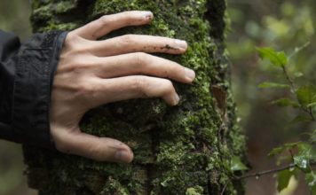 Bosques y educación, catalizadores para transformar nuestro mundo