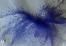 Marte muestra sus ‘arañas peludas’ y diablos de polvo en nuevas espectaculares imágenes en 3D