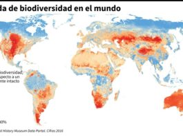 Hasta un millón de especies podrían verse amenazadas de extinción