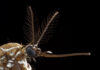 Cómo detectan nuestro sudor los mosquitos