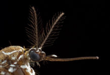 Cómo detectan nuestro sudor los mosquitos