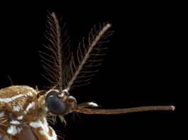 Cómo detectan nuestro sudor los mosquitos