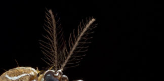 Cómo detectan nuestro sudor los mosquitos