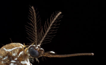 Cómo detectan nuestro sudor los mosquitos