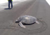 FOTO: Una tortuga marina emerge del agua para desovar y encuentra la playa convertida en la pista de un aeropuerto