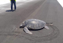 FOTO: Una tortuga marina emerge del agua para desovar y encuentra la playa convertida en la pista de un aeropuerto