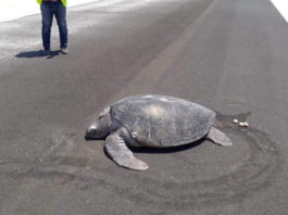 FOTO: Una tortuga marina emerge del agua para desovar y encuentra la playa convertida en la pista de un aeropuerto