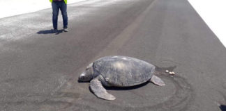 FOTO: Una tortuga marina emerge del agua para desovar y encuentra la playa convertida en la pista de un aeropuerto