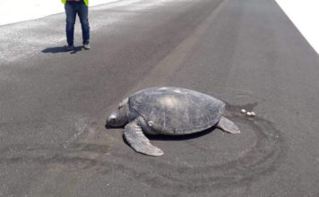 FOTO: Una tortuga marina emerge del agua para desovar y encuentra la playa convertida en la pista de un aeropuerto