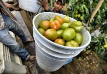 EEUU impuso aranceles de 17,5% al tomate mexicano