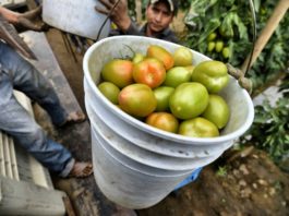 EEUU impuso aranceles de 17,5% al tomate mexicano