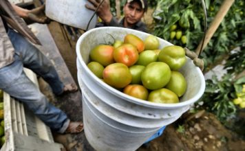 EEUU impuso aranceles de 17,5% al tomate mexicano