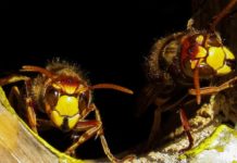 Descubren cómo hacen las avispas para convertir en ‘zombis’ a las arañas y esclavizarlas