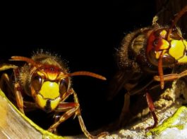 Descubren cómo hacen las avispas para convertir en ‘zombis’ a las arañas y esclavizarlas
