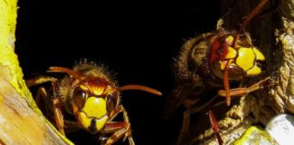 Descubren cómo hacen las avispas para convertir en ‘zombis’ a las arañas y esclavizarlas