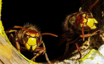 Descubren cómo hacen las avispas para convertir en ‘zombis’ a las arañas y esclavizarlas