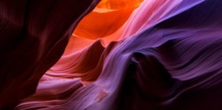 La fascinante historia de cómo el sexo nació en América hace unos 250 millones de años