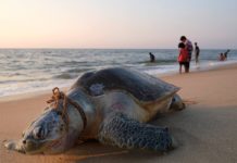 La civilización acelera la extinción de más de un millón de especies y altera el mundo a un ritmo ‘sin precedentes’