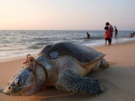 La civilización acelera la extinción de más de un millón de especies y altera el mundo a un ritmo ‘sin precedentes’