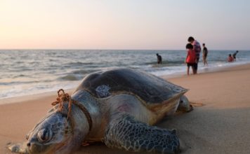 La civilización acelera la extinción de más de un millón de especies y altera el mundo a un ritmo ‘sin precedentes’