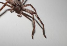 FOTO: Una araña gigante devora una zarigüeya pigmea ante la mirada de unos turistas