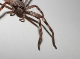 FOTO: Una araña gigante devora una zarigüeya pigmea ante la mirada de unos turistas