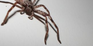 FOTO: Una araña gigante devora una zarigüeya pigmea ante la mirada de unos turistas