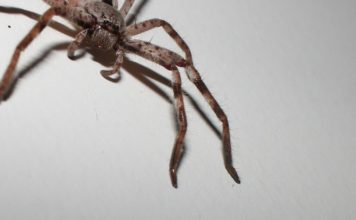 FOTO: Una araña gigante devora una zarigüeya pigmea ante la mirada de unos turistas