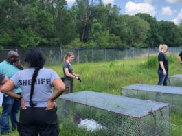 Qué son las «granjas de cadáveres» donde los cuerpos humanos se descomponen a la intemperie (y por qué causan controversia incluso entre científicos)