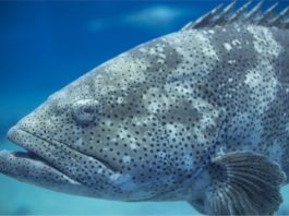 Cómo Estados Unidos intenta usar la vida acuática silvestre para detectar amenazas potenciales