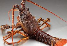 Ministerio de Medio Ambiente confisca en restaurantes de la capital langosta y cangrejo que están en veda