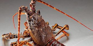 Ministerio de Medio Ambiente confisca en restaurantes de la capital langosta y cangrejo que están en veda