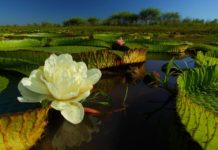 Palabra Diaria de Vida