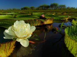 Palabra Diaria de Vida