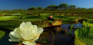 Palabra Diaria de Vida