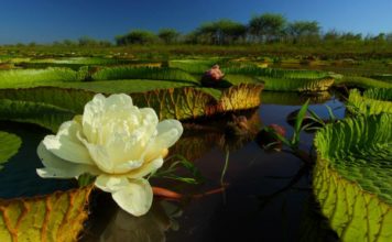 Palabra Diaria de Vida