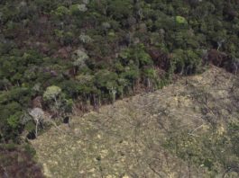 El Brasil de Bolsonaro, villano ambiental planetario