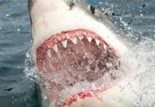 Las verdaderas razones por las que los tiburones atacan a los humanos